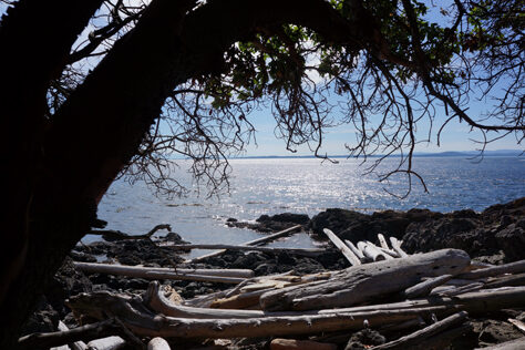 Water Through Trees San Juan Island
