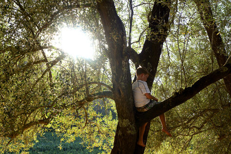 Boy in Tree Shramsberg Vineyards, Napa Valley