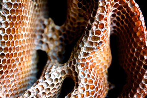 Honeycomb, Bee Local, Portland, OR