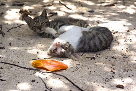 Kittens Play in British Virgin Islands