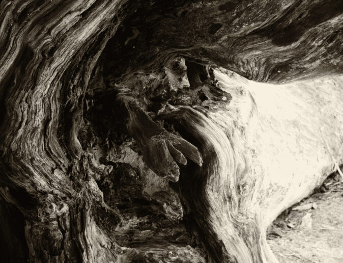 Fallen redwood, Sequoia National park 2013