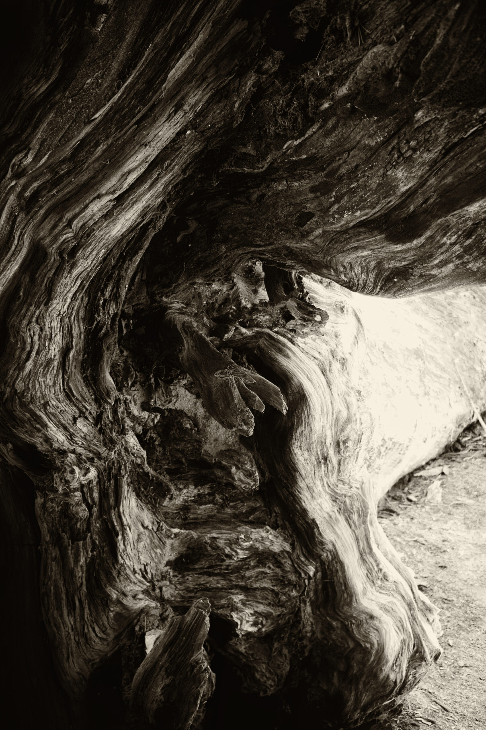 Fallen redwood, Sequoia National park 2013